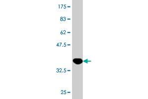 Western Blot detection against Immunogen (36. (KLF8 antibody  (AA 1-98))