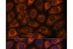 Immunofluorescence analysis of HeLa cells using CCT6B Polyclonal Antibody at dilution of 1:100. (CCT6B antibody)