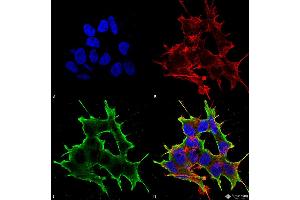 Immunocytochemistry/Immunofluorescence analysis using Mouse Anti-ATF4 Monoclonal Antibody, Clone S360A-24 . (ATF4 antibody  (AA 25-327))