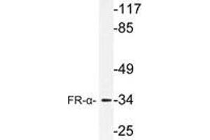 Western blot (WB) analysis of FR-α antibody in extracts from HUVEC cells. (FOLR1 antibody)