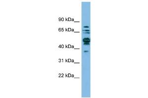 WB Suggested Anti-SHMT1 Antibody Titration: 0. (SHMT1 antibody  (N-Term))
