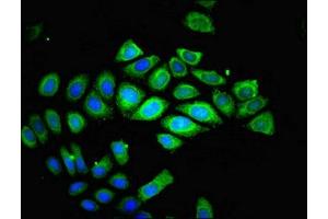 Immunofluorescent analysis of A549 cells using ABIN7166174 at dilution of 1:100 and Alexa Fluor 488-congugated AffiniPure Goat Anti-Rabbit IgG(H+L) (TESPA1 antibody  (AA 251-521))