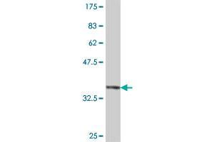 Western Blot detection against Immunogen (37. (FBXW8 antibody  (AA 499-598))