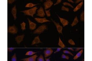 Immunofluorescence analysis of L929 cells using PGK2 Polyclonal Antibody at dilution of 1:100 (40x lens). (PGK2 antibody)