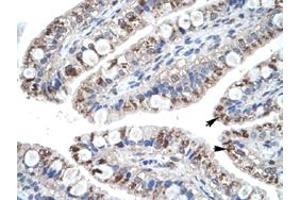 Immunohistochemical staining (Formalin-fixed paraffin-embedded sections) of human intestine with CCL18 polyclonal antibody  at 4-8 ug/mL working concentration. (CCL18 antibody  (Internal Region))