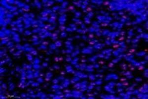 Immunofluorescent analysis of paraformaldehyde-fixed rat spleen using,APRIL (ABIN7072887) at dilution of 1: 600 (ANP32B antibody)
