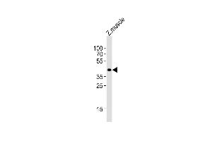 Anti-opn1mw2 Antibody (Center)at 1:4000 dilution + Zebrafish muscle lysates Lysates/proteins at 20 μg per lane. (OPN1MW2 antibody  (AA 140-171))