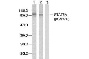 Western blot analysis of extracts from HeLa cells using STAT5A (phospho-Ser780) antibody (E011049). (STAT5A antibody  (pSer780))