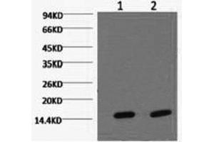 Western Blot analysis of Hela cells using COX4I1 Monoclonal Antibody at dilution of 1) 1:2000 2) 1:5000. (COX IV antibody)