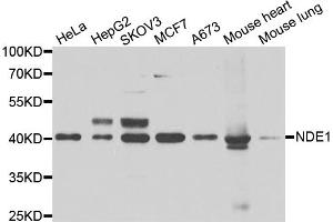 Western blot analysis of extracts of various cell lines, using NDE1 antibody (ABIN5974277) at 1/1000 dilution. (NDE1 antibody)