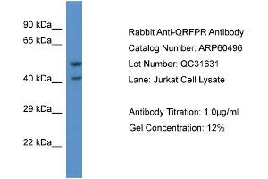 Western Blotting (WB) image for anti-Pyroglutamylated RFamide Peptide Receptor (QRFPR) (C-Term) antibody (ABIN2788468) (QRFPR antibody  (C-Term))
