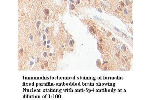 SP4 antibody