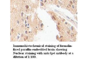 Image no. 1 for anti-Sp4 Transcription Factor (SP4) antibody (ABIN791158) (SP4 antibody)