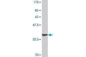 Western Blot detection against Immunogen (35. (DEAF1 antibody  (AA 133-222))