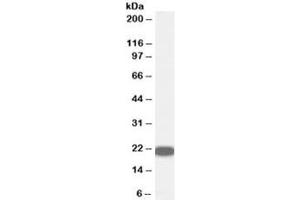 Western blot testing of human prostate lysate with RKIP antibody at 0. (PEBP1 antibody)