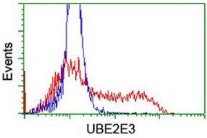 Image no. 2 for anti-Ubiquitin-Conjugating Enzyme E2E 3 (UBE2E3) antibody (ABIN1501620) (UBE2E3 antibody)