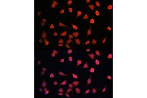 Immunofluorescence analysis of L929 cells using MRPS27 Rabbit pAb  at dilution of 100 (40x lens). (MRPS27 antibody  (AA 255-414))