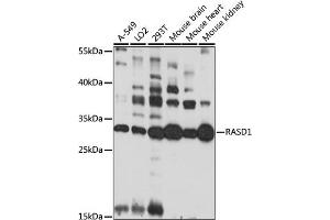 Western blot analysis of extracts of various cell lines, using R antibody (ABIN7269879) at 1:1000 dilution. (RASD1 antibody  (AA 132-281))