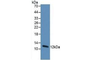 Detection of Trx in Human Hepg2 Cells using Monoclonal Antibody to Thioredoxin (Trx) (TXN antibody  (AA 1-105))