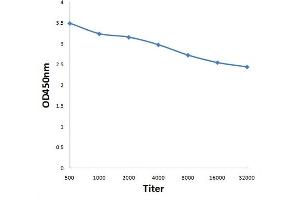 Antigen: 0. (SLC12A3 antibody  (AA 951-1021))
