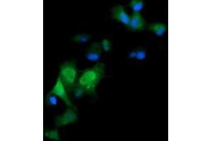 Image no. 4 for anti-ERG, ETS transcription factor (ERG) antibody (ABIN1498078) (ERG antibody)