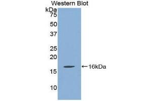 Western Blotting (WB) image for anti-Quiescin Q6 Sulfhydryl Oxidase 1 (QSOX1) (AA 394-519) antibody (ABIN1860392)