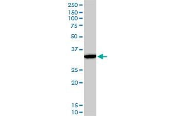 DLX5 antibody  (AA 191-279)