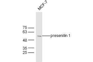 MCF7 lysates probed with Mouse Anti-presenilin 1 Polyclonal Antibody, Unconjugated  at 1:300 overnight at 4˚C. (Presenilin 1 antibody  (AA 299-350))