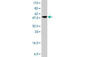 Western Blot detection against Immunogen (37. (IGSF8 antibody  (AA 220-322))
