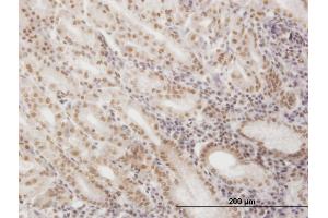 Immunoperoxidase of monoclonal antibody to SNAPC4 on formalin-fixed paraffin-embedded human stomach. (SNAPC4 antibody  (AA 53-162))