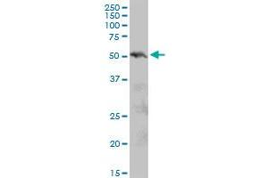 PIAS2 MaxPab polyclonal antibody. (PIAS2 antibody  (AA 1-572))