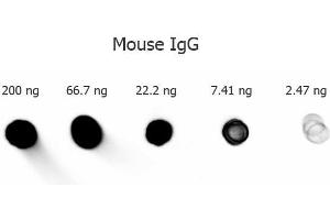Dot Blot of Goat anti-Mouse IgG antibody Alkaline Phosphatase Conjugated (Min X Bv Ch Gt GP Ham Hs Hu Rb Rt & Sh Serum Proteins.