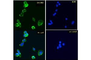 Immunofluorescence (IF) image for anti-Doublecortin (DCX) (AA 232-242) antibody (ABIN625829)