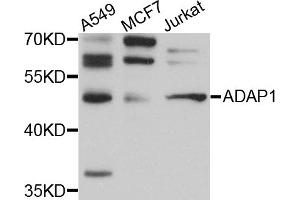 Western blot analysis of extracts of various cell lines, using ADAP1 antibody (ABIN5972533) at 1/1000 dilution. (ADAP1 antibody)