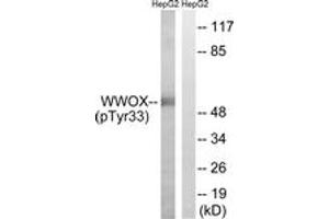 Western blot analysis of extracts from HepG2 cells treated with PMA 125ng/ml 30', using WWOX (Phospho-Tyr33) Antibody.