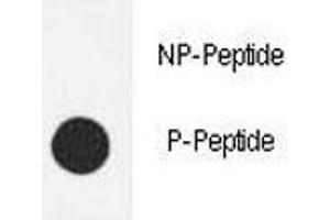 Dot Blot (DB) image for anti-Nitric Oxide Synthase 3 (Endothelial Cell) (NOS3) (pSer1177) antibody (ABIN3032005)