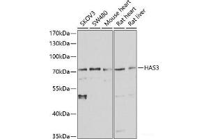 Western blot analysis of extracts of various cell lines using HAS3 Polyclonal Antibody at dilution of 1:1000. (HAS3 antibody)