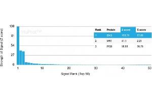 Analysis of Protein Array containing more than 19,000 full-length human proteins using Endoglin / CD105 Mouse Monoclonal Antibody (ENG/3269). (Endoglin antibody  (AA 74-251))