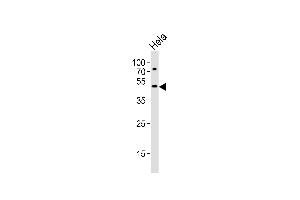 Western blot analysis of lysate from Hela cell line, using VPS4A Antibody (N-term) (ABIN6243379 and ABIN6577499). (VPS4A antibody  (N-Term))