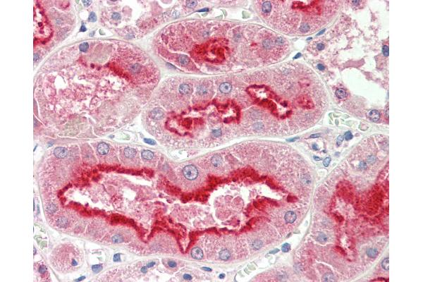 APMAP antibody  (AA 74-123)