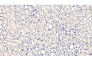 Detection of TUFT in Mouse Kidney Tissue using Polyclonal Antibody to Tuftelin (TUFT) (TUFT1 antibody  (AA 1-390))