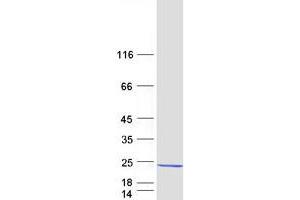 REEP6 Protein (Myc-DYKDDDDK Tag)