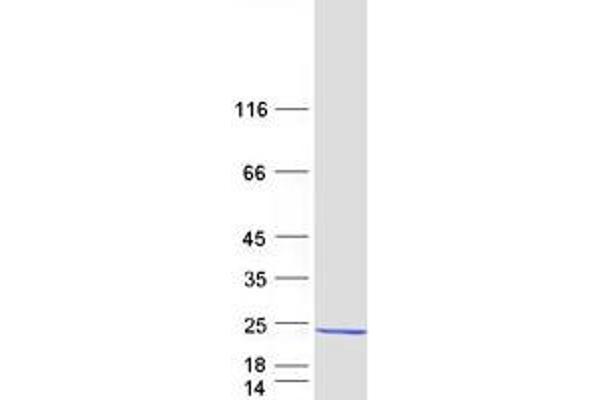 REEP6 Protein (Myc-DYKDDDDK Tag)