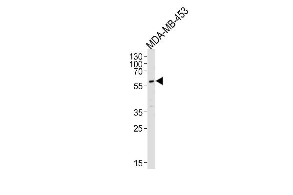 PIK3R3 antibody  (C-Term)