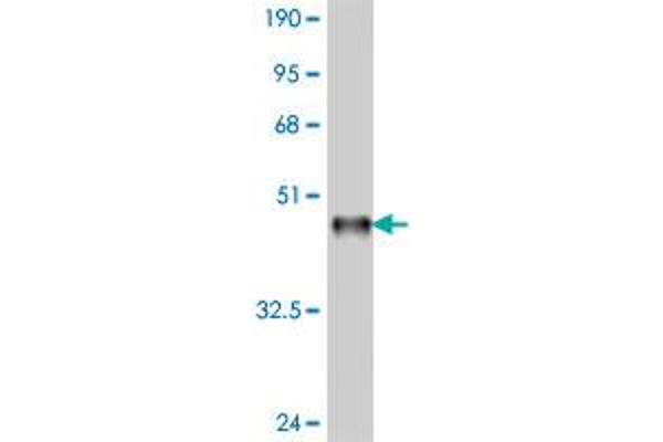 ARID4A antibody  (AA 1033-1139)