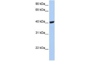 WB Suggested Anti-SELENBP1 Antibody Titration:  0. (SELENBP1 antibody  (C-Term))