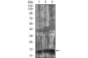 Western blot analysis using FSHB mouse mAb against Cos7 (1), HepG2 (2), HEK293 (3) cell lysate.