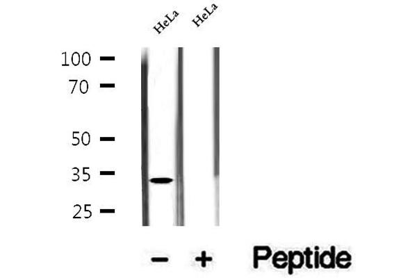 ASRGL1 antibody  (Internal Region)