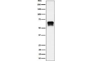 Western blot analysis of PCTAIRE1 expression in BxPC-3 cell lysate. (Recombinant CDK16 antibody)