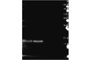 Rabbit anti B-Phycoerythrin antibody (200-4199 lot 25411) was used to detect B-Phycoerythrin under reducing (R) conditions. (B-Phycoerythrin antibody)